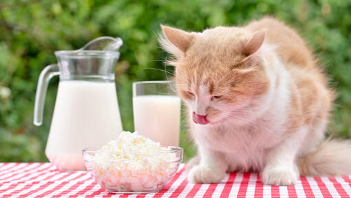 Is cheese 2025 bad for kittens